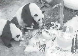  ??  ?? JADI TARIKAN: Liang Liang dan Nuan Nuan melihat kek hari jadi di Zoo Negara semalam.
