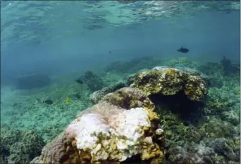  ?? CALEB JONES — THE ASSOCIATED PRESS ?? This photo shows bleaching coral in Kahala’u Bay in Kailua-Kona, Hawaii. Just four years after a major marine heat wave killed nearly half of this coastline’s coral, federal researcher­s are predicting another round of hot water will cause some of the worst coral bleaching the region has ever seen.