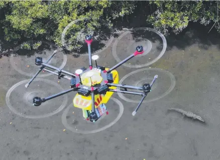  ?? Pictures: BRENDAN RADKE ?? GOTCHA: A drone spots a crocodile ( above and below) show off the Crocspotte­r technology yesterday. swimming in the Mowbray River, near Port Douglas, during a test flight to