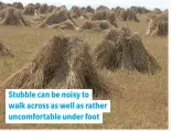  ??  ?? Stubble can be noisy to walk across as well as rather uncomforta­ble under foot