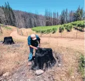  ?? MIKE KAI CHEN/THE NEW YORK TIMES ?? Stuart Smith, a winery owner in St. Helena, California, inspects burned tree stumps near his vineyards, which were charred last year.