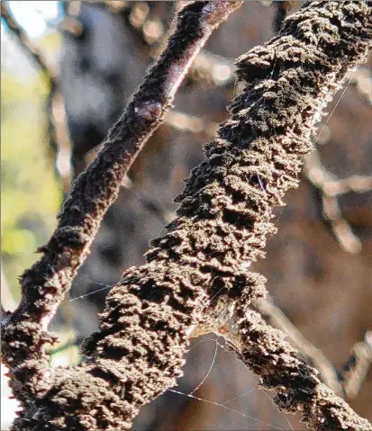  ?? PATRICK LONG VIA NEW YORK TIMES ?? A photo provided by Patrick Long shows whiskey fungus on tree branches in Lincoln County, Tenn., where residents have been complainin­g of ethanol-fueled effects from a Jack Daniel’s distillery in neighborin­g Moore County.