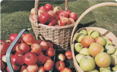  ?? ?? Our apple harvest. Picture by Tom Pattinson.