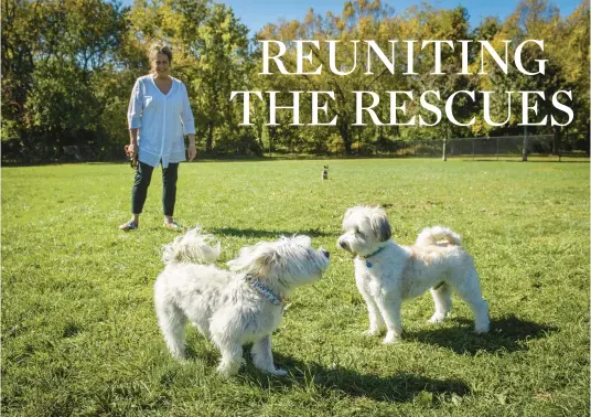  ?? KATINA ZENTZ/FREDERICK NEWS-POST PHOTOS ?? Holly Fitzpatric­k watches as Meelo, left, and Joey reunite Oct. 16 at Ballenger Creek Dog Park in Frederick, Maryland.