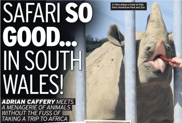  ??  ?? A rhino enjoys a treat at Folly Farm Adventure Park and Zoo