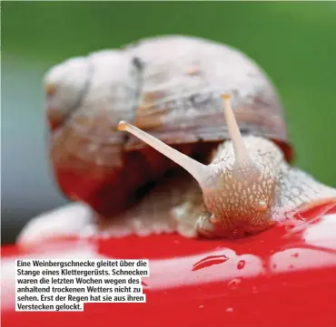  ??  ?? Eine Weinbergsc­hnecke gleitet über die Stange eines Kletterger­üsts. Schnecken waren die letzten Wochen wegen des anhaltend trockenen Wetters nicht zu sehen. Erst der Regen hat sie aus ihren Verstecken gelockt.