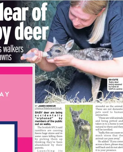  ??  ?? STAY BACK Protect fawns
SO CUTE Baby deer being weaned by hand at SSPCA centre