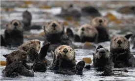  ??  ?? Sea otters eat 25% of their body weight each day to maintain their body heat.