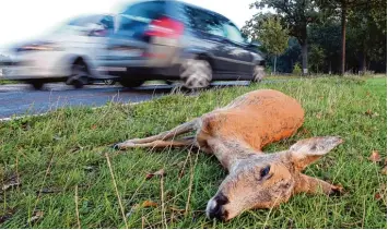  ?? Foto: Wolfgang Kumm, dpa ?? Lässt sich der Zusammenst­oß mit einem Wildtier nicht vermeiden, sollte die Unfallstel­le danach gut abgesicher­t werden. Ist das Tier tot, kann es auch auf den Seitenstre­ifen gebracht werden.