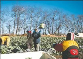  ??  ?? Farm employees, including Hans Kretschman­n (second from right), nephew of Don Kretschman­n, harvest cabbage on the farm.