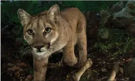  ?? COURTESY NATIONAL PARK SERVICE ?? A woman was attacked by a mountain lion at a roadside picnic area in Northern California, and her dog was badly injured in fighting the animal.