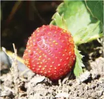  ??  ?? Strawberri­es are also organicall­y grown at the Costales Nature Farms.