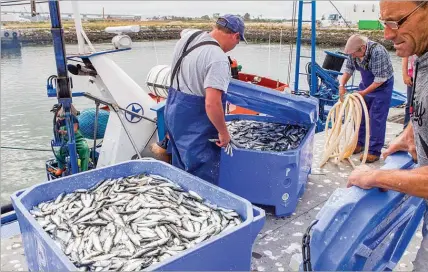  ??  ?? Pescadores podem capturar ao longo deste ano 27 mil toneladas de sardinha, a espécie mais vendida durante o verão