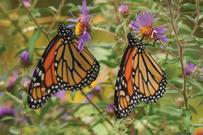  ??  ?? Monarch butterflie­s in the University of Delaware Botanical Garden in Newark, Del., which are featured in the Douglas Tallamy book ‘Nature’s Best Hope: A New Approach to Conservati­on that Starts in Your Yard’. Tallamy, a professor at the University of Delaware, is urging everyone - homeowners and renters, in cities, suburbs and rural areas - to pitch in. The wildlife ecologist and author does not just want you to embrace native plants in your yard or on your patio, he wants everyone to see their patches of land as part of a giant quilt - “a Homegrown National Park”. Tallamy says a massive project like that can go a long way towards nurturing and protecting birds and pollinator­s. Photo: AP