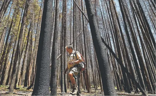  ?? Post Photos by Joe Amon, The Denver ?? Profession­al naturalist Bob Kennemer gathers burn morel mushrooms in a burn scar July 9 a year after a forest fire in La Veta.