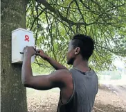 ?? Picture: JACKIE CLAUSEN ?? RUBBER TREE: Lungelo Mncube helps himself from a condom ’bushcan’ in Cedara, KwaZulu-Natal