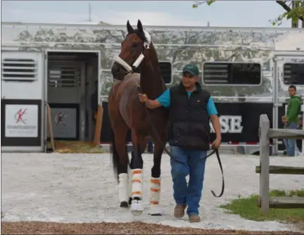  ?? LLOYD FOX — THE BALTIMORE SUN VIA AP ?? Kentucky Derby winner, Nyquist, arrives at Pimlico Race Course for the running of the 141st Preakness Stakes in Baltimore May 9. Unbeaten Nyquist was eased into Stall 24 of the Stakes Barn with six other horses trained by O’Neill.