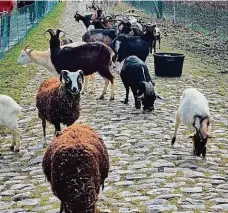  ?? Ve Francii použili kozy. FOTO TWITTER – PARIS ROUBAIX ?? Jak se zbavit trávy?