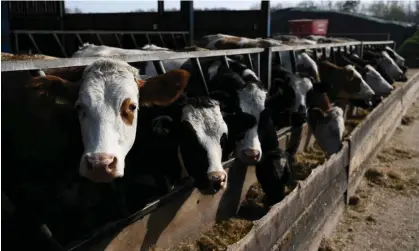  ?? Photograph: Daniel Leal/AFP/Getty Images ?? ‘Misleading climate claims are the livestock industry’s tobacco tactics.’