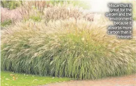  ??  ?? Miscanthus is great for the garden and the environmen­t because it absorbs more carbon than it releases