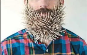  ??  ?? Une barbe ne pique plus à partir de 4,5 mm d’épaisseur.