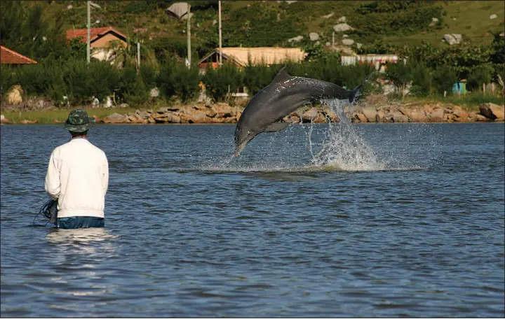  ?? FABIO G. DAURA-JORGE / FEDERAL UNIVERSITY OF SANTA CATARINA VIA THE NEW YORK TIMES ?? A dolphin and a fisherman work together at Praia da Tesoura in Laguna, in southern Brazil. Bottlenose dolphins that push prey toward fishermen’s nets seem to live longer than other dolphins in the area do, scientists reported.