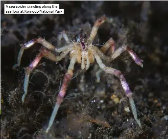 SEA SPIDERS (PYCNOGONID­A) - PressReader