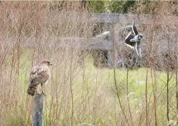  ?? JOE BURBANK/ORLANDO SENTINEL ?? Right: A mockingbir­d dive bombs a red-shouldered hawk at Split Oak Forest.