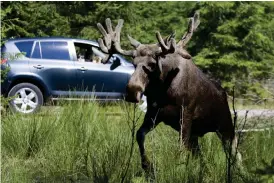  ?? Bild: BJÖRN LARSSON ROSVALL ?? SÄKERHETEN FÖRST. Att sänka farten och ha bra belysning är två saker som kan minska risken för att krocka med en älg.