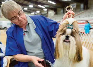  ?? Gazette file photo ?? ■ Lora Sears combs Marissa, a shih tzu at the AKC Dog Show at the Four States Fairground­s in this June 19, 2016, file photo. This year’s two-day event takes place this weekend.