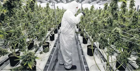  ?? LARS HAGBERG / AFP) ?? Liberou. Funcionári­o cultiva plantação de maconha em empresa em Ontário; Canadá é segundo país do mundo a legalizar o uso recreativo da droga