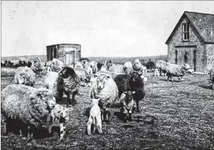  ?? CONTRIBUTE­D PHOTO/BEATON INSTITUTE ?? This is the Donkin Farm around 1920. 78-161-1911. Beaton Institute, Cape Breton University.