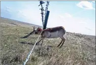 ?? AFGA PHOTO ?? A wildlife cam captures how the Pronghorns generally go under a fence, without barbs on the bottom wire it prevents injury.