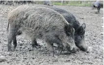  ??  ?? Feral pigs can be found in rural areas east of Ottawa. Theydestro­y cropland and natural habitat in their constant search for food.