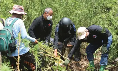  ?? DOKUMENTAS­I POLRI ?? DEKAT GUNUNG LEUSER: Dittipid Narkoba Bareskrim memusnahka­n ladang ganja seluas 7 hektare di Beutong Ateuh Banggalang, Kabupaten Nagan Raya, Aceh.