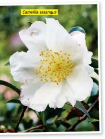  ??  ?? Camellia sasanqua