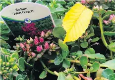  ?? DEAN FOSDICK ?? An array of sedum would be a good choice for an indoor garden. Dish gardens generally consist of several different plants in a container. Choose plant varieties requiring similar surroundin­gs and care.