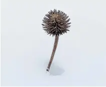  ??  ?? A single stem of echinacea holds its spiky seed head above a deep drift of snow — it represents a spirit of generosity and old-fashioned spunk.