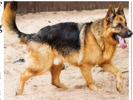  ??  ?? Paw grasp of English: Caleb the German shepherd is looking for an owner who can speak Polish