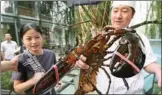  ?? PROVIDED TO CHINA DAILY ?? North American lobsters such as this one from Canada are showing up on dinner tables for Chinese New Year.
