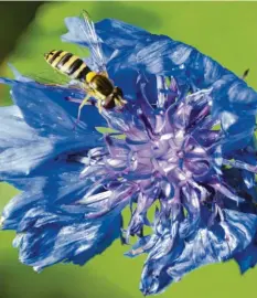  ??  ?? Eine farbenpräc­htige Blüte hat sich diese kleine Schwebflie­ge ausgesucht. Ludwig Wendl fotografie­rte sie in seinem Garten in Rennertsho­fen (Landkreis Neuburg‰ Schrobenha­usen), den er insektenfr­eundlich gestaltet.