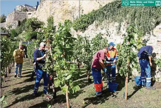  ?? Fotos: Chris Karaba ?? Der Weinberg liegt idyllisch gegenüber der Abtei Neumünster.
Mehr Bilder und Video www.wort.lu