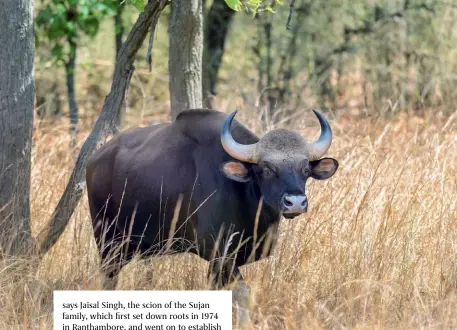  ??  ?? Taj Safaris, under the aegis of Madhya Pradesh forest department, relocated 44 gaurs from Kanha to Bandhavgar­h National Park.