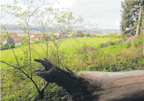  ?? FOTO: GÜNTHER PEITZ ?? Das Plangebiet am Hüttenberg­er Weg in Torkenweil­er mit Blickricht­ung Norden. Rechts der Wald, links die vorhandene Bebauung an der Haldenesch- und Bergstraße, im Hintergrun­d die Türme der Weißenauer Kirche. Die Aussicht von dieser Tophanglag­e geht weit übers Schussenta­l, bis zum Gehrenberg und den Alpen in der Ferne.