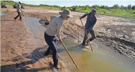  ?? AP ?? Fish biologists work to rescue endangered Rio Grande silvery minnows from pools of water in the dry riverbed Tuesday in Albuquerqu­e, N.M.