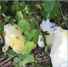  ??  ?? Nappies dumped in Rosbercon.