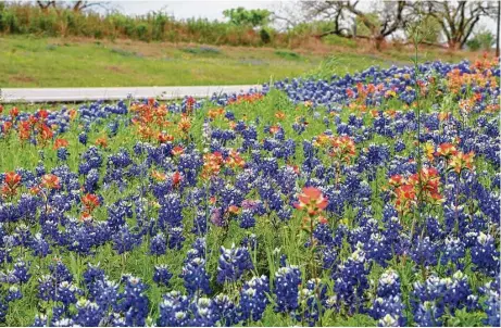  ?? Lady Bird Johnson Wildflower Center photos ?? BLUEBONNET­S AND INDIAN PAINTBRUSH