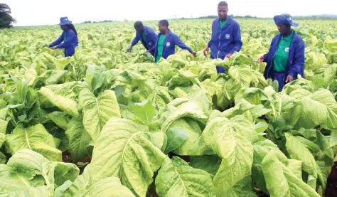  ??  ?? Students inspect the tobacco crop at Chaminuka Training Centre