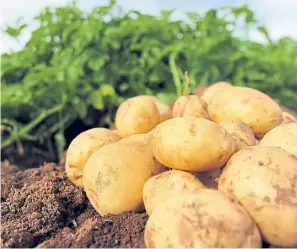  ??  ?? Top: Staff at the farm are keen to establish the best growing methods for spuds. Middle: Kerr Howatson, Bruce Farms potato manager.