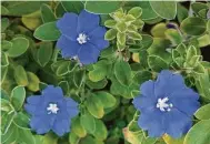  ?? Cathi Sandefur ?? Blue daze grows well in a container, but also works as ground cover for intimate spaces.